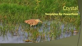  Presentation with marsh - Beautiful slide deck featuring yellow-bittern-bird-in-marsh backdrop and a tawny brown colored foreground