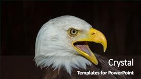  Presentation with american flag and eagle - Presentation featuring yellow black - portrait of an american bald background and a wine colored foreground