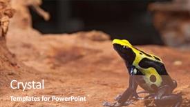  Presentation with poison - Beautiful PPT theme featuring yellow black and blue poison dart frog dendrobates tinctorius pet animal in terrarium backdrop and a coral colored foreground
