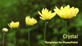  Presentation with yellow green - Slides having yellow blooming flowers on green background and a tawny brown colored foreground