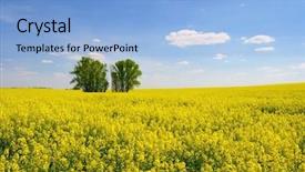  Presentation with rapeseed - Presentation theme featuring yellow blooming rapeseed field with blue sky background and a light blue colored foreground