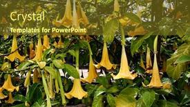  Presentation with tropical flowers - Amazing PPT theme having yellow-blossoms-of-angel-s backdrop and a tawny brown colored foreground