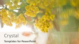  Presentation with barberry - Slide deck with yellow-blossoms-of-common-barberry background and a lemonade colored foreground