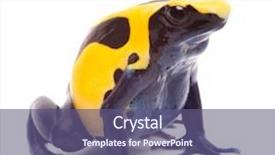  Presentation with vibrant blue - Slide set consisting of yellow blue poison dart frog background and a violet colored foreground