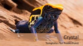  Presentation with blue yellow - Amazing slides having yellow blue poison dart frog backdrop and a coral colored foreground