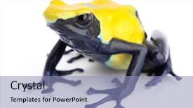  Presentation with poison - Presentation theme featuring yellow blue poison dart frog background and a light blue colored foreground