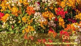  Presentation with bougainvillea - Presentation theme having yellow-bougainvillea-flowers-in-garden background and a tawny brown colored foreground