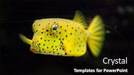  Presentation with marine - Amazing slides having yellow-boxfish-ostracion-cubicus-marine backdrop and a black colored foreground