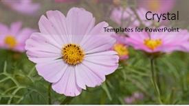  Presentation with dragonfly and flower - Amazing PPT theme having yellow brick road - cosmo flower meadow backdrop and a coral colored foreground