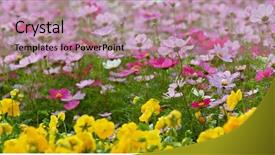  Presentation with yellow brick road - Colorful presentation design enhanced with yellow brick road - cosmo flower meadow backdrop and a coral colored foreground