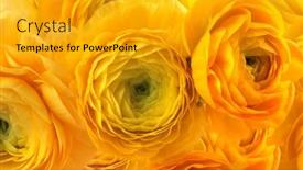  Presentation with yellow color - Colorful slide deck enhanced with yellow-bright-color-anemone-flower backdrop and a gold colored foreground