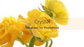  Presentation with yellow color - Beautiful PPT theme featuring yellow-bright-color-anemone-flower backdrop and a yellow colored foreground