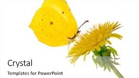  Presentation with bright yellow - PPT theme enhanced with yellow bright dandelion and butterfly background and a white colored foreground