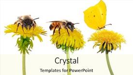  Presentation with bright yellow - Beautiful presentation design featuring yellow bright dandelions with insects backdrop and a blonde colored foreground