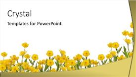  Presentation with white flowers - Cool new slide deck with yellow buttercup flowers isolated backdrop and a white colored foreground