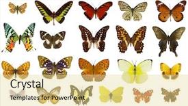  Presentation with butterfly - Amazing theme having yellow butterfly - butterflies collection backdrop and a blonde colored foreground