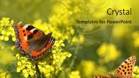  Presentation with butterfly - Beautiful PPT theme featuring yellow butterfly - butterflies on flowers backdrop and a gold colored foreground
