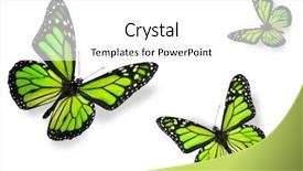  Presentation with yellow green - PPT layouts featuring yellow butterfly - green butterflies isolated on white background and a white colored foreground