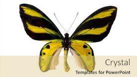  Presentation with butterfly - Audience pleasing PPT layouts consisting of yellow-butterfly-birdwing-ornithoptera-priamus backdrop and a yellow colored foreground