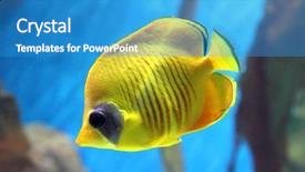  Presentation with under water - Audience pleasing PPT theme consisting of yellow butterfly-fish swiming backdrop and a teal colored foreground