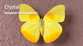  Presentation with orange butterfly - PPT theme having yellow butterfly from tingo maria background and a  colored foreground