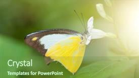  Presentation with butterfly - Colorful slide deck enhanced with yellow butterfly on a flower backdrop and a  colored foreground