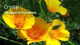  Presentation with poppy - PPT theme featuring yellow california poppy flowers background and a tawny brown colored foreground