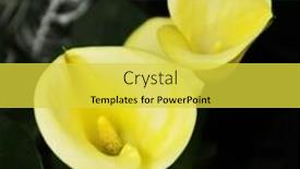  Presentation with calla - Theme having yellow calla flowers close up background and a yellow colored foreground