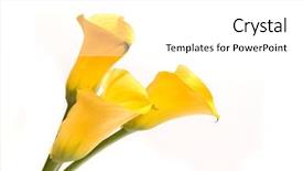  Presentation with calla lily - Slide deck featuring yellow callas on a white background and a white colored foreground
