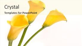  Presentation with calla lily - Cool new presentation design with yellow callas on a white backdrop and a blonde colored foreground