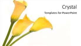  Presentation with calla lily - Presentation theme enhanced with yellow callas on a white background and a white colored foreground