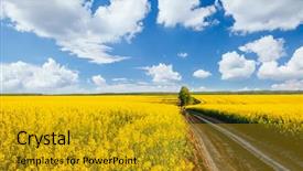  Presentation with agrarian - Amazing slide set having yellow canola field and blue backdrop and a gold colored foreground