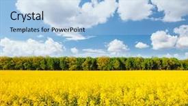  Presentation with agrarian - Colorful presentation design enhanced with yellow canola field and blue backdrop and a light blue colored foreground