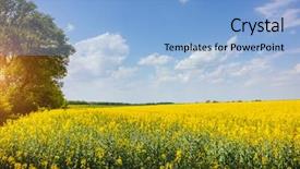  Presentation with sunny sky - Audience pleasing slide set consisting of yellow canola field and blue backdrop and a light blue colored foreground