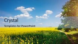  Presentation with blue yellow - Beautiful slide deck featuring yellow canola field and blue backdrop and a light blue colored foreground