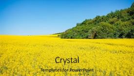  Presentation with global warming - PPT theme having yellow canola field in sunlight background and a gold colored foreground