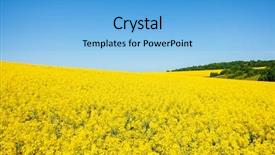  Presentation with global warming - PPT theme with yellow canola field in sunlight background and a light blue colored foreground