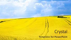  Presentation with blue and yellow music - Beautiful presentation theme featuring yellow canola fields and blue backdrop and a gold colored foreground