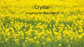  Presentation with oil field - Slide set with yellow canola oil seed flower field background and a gold colored foreground