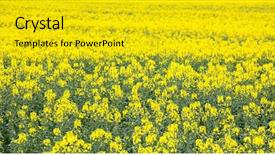  Presentation with oil field - Cool new PPT theme with yellow canola oil seed flower field backdrop and a gold colored foreground