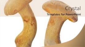  Presentation with yellow - Presentation theme featuring yellow-chanterelles-isolated-on-white background and a coral colored foreground