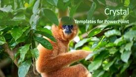  Presentation with gibbon - Slides enhanced with yellow-cheeked gibbon background and a forest green colored foreground