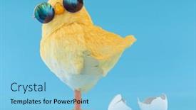  Presentation with chick - Presentation theme with yellow-chick-decoration-wearing-silly background and a light blue colored foreground