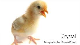  Presentation with chick - Slide set with yellow chick is talking cackling background and a white colored foreground
