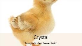  Presentation with chick - PPT theme having yellow chick background and a lemonade colored foreground