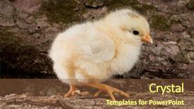  Presentation with wood log - Cool new slide set with yellow chicken standing on a log on the wood background backdrop and a tawny brown colored foreground
