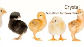  Presentation with black yellow - Slides having yellow chickens looking at one background and a cream colored foreground