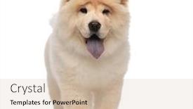  Presentation with blue yellow - Audience pleasing slides consisting of yellow chow chow with blue tongue panting and standing on white background backdrop and a soft green colored foreground