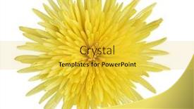  Presentation with chrysanthemum - Colorful slide set enhanced with yellow-chrysanthemum-flower-head-isolated backdrop and a yellow colored foreground