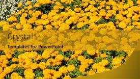  Presentation with chrysanthemum - Amazing presentation theme having yellow-chrysanthemum-flowers-farm backdrop and a gold colored foreground